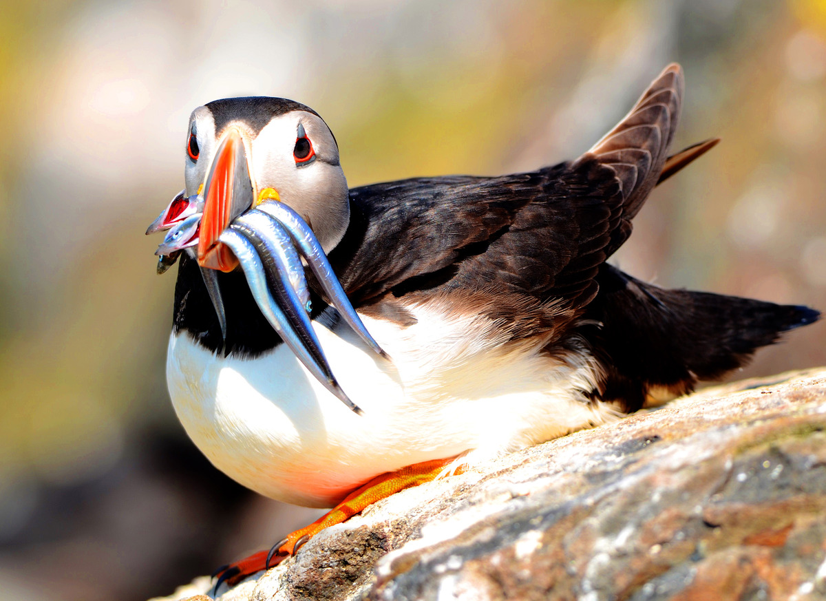 1st. - Geoff Hildred